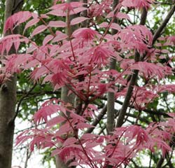 Cedar, Chinese 'Flamingo'